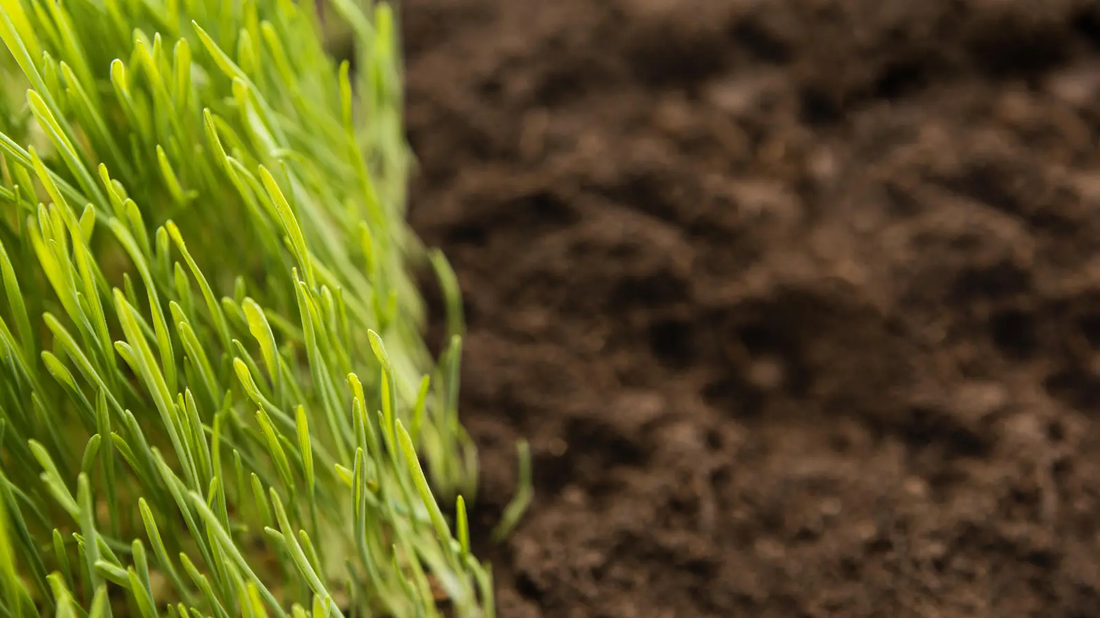 close up natural soil grass